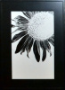 Sunflower in the Corner in Black and White